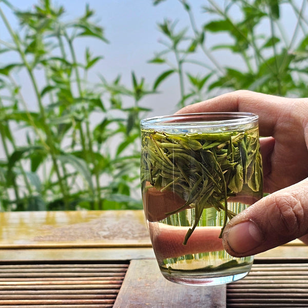 New 2025 Ming Qian (Early April) Anji Bai Cha Green Tea