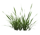 Grassy