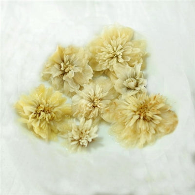 Premium Hang Bai Gong Chrysanthemum Flower