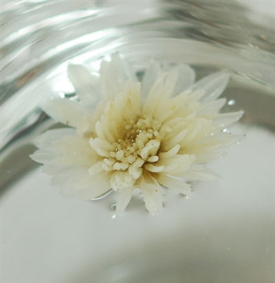 Premium Hang Bai Gong Chrysanthemum Flower